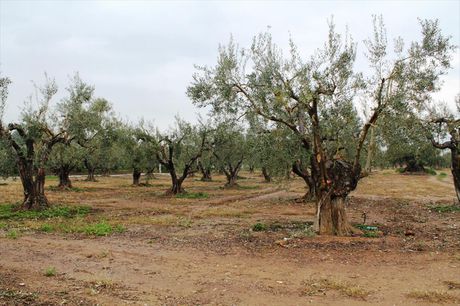 Land plot 1.378sqm for sale-Poligiros » Gerakini