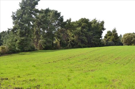 Land plot 6.750sqm for sale-Kassandra » Lefki Peristera