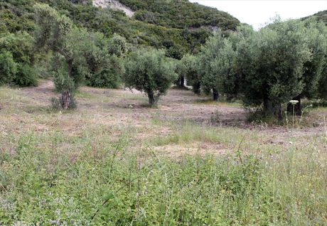 Land plot 9.000sqm for sale-Stagiron - Akanthou » Ammouliani