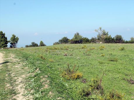 Land plot 7.000sqm for sale-Pallini » Nea Skioni