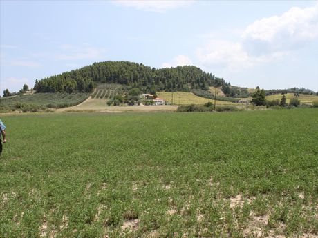 Land plot 8.000sqm for sale-Kassandra » Kallithea
