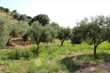 Land plot 4.042sqm for sale-Skiathos » Achladias