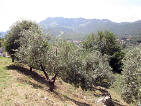 Οικόπεδο 2.500τ.μ. για πώληση-Θάσος » Σκάλα ραχωνίου