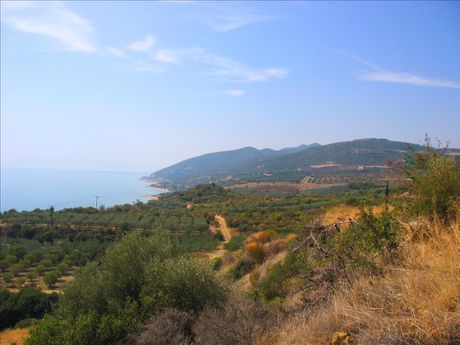 Οικόπεδο 5.650τ.μ. για πώληση-Ελευθερές » Πύργος
