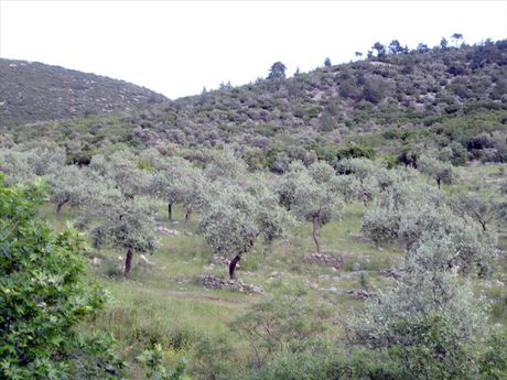 Οικόπεδο 8.140τ.μ. για πώληση-Θάσος » Γλυκάδι