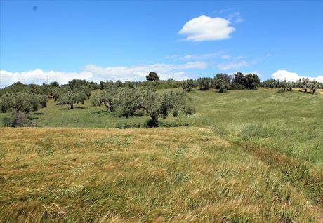 Οικόπεδο 8.932τ.μ. για πώληση-Κασσάνδρα » Καλλιθέα