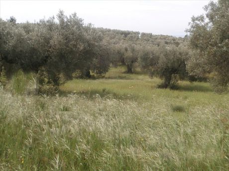 Οικόπεδο 3.150τ.μ. για πώληση-Σιθωνία » Κέντρο