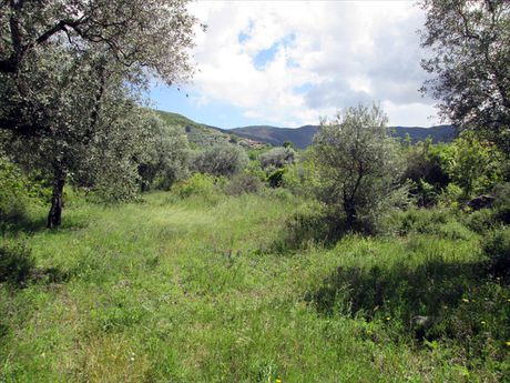 Οικόπεδο 2.720τ.μ. για πώληση-Θάσος » Γλυκάδι
