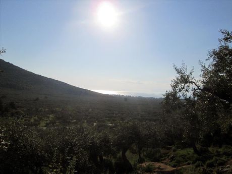 Οικόπεδο 5.365τ.μ. για πώληση-Θάσος » Γλυκάδι