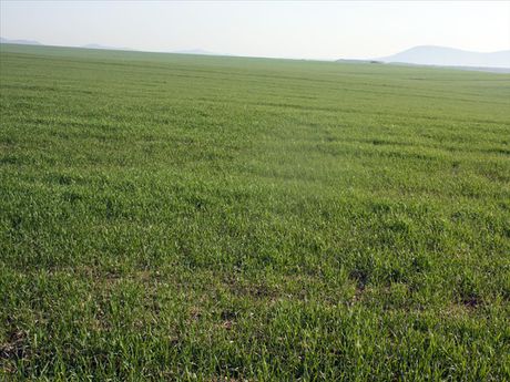 Land plot 0sqm for sale-Kallikrateia » Nea Gonia