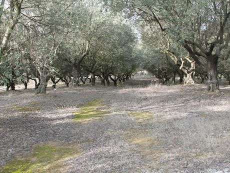 Land plot 0sqm for sale-Thermi » Tagarades