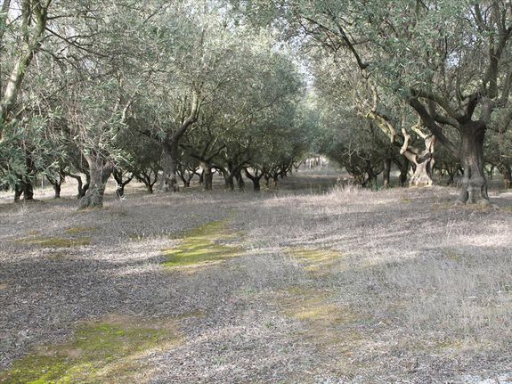 Οικόπεδο 0 τ.μ. για πώληση, Θεσσαλονίκη - Περιφ/Κοί Δήμοι, Θέρμη