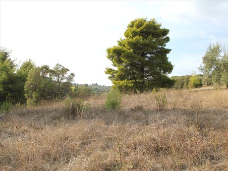 Οικόπεδο 4.000τ.μ. για πώληση-Κασσάνδρα » Γλυφονέρι