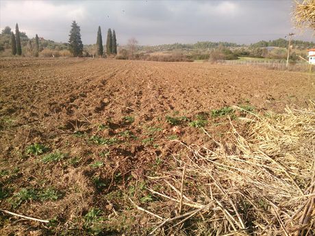 Οικόπεδο 12.150τ.μ. για πώληση-Κασσάνδρα » Καλλιθέα