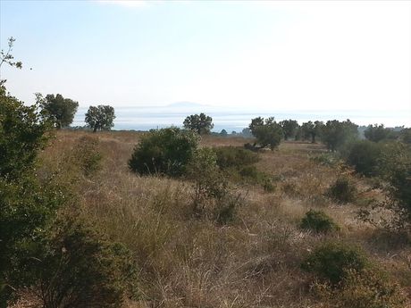 Οικόπεδο 13.828τ.μ. για πώληση-Σιθωνία » Άγιος νικόλαος