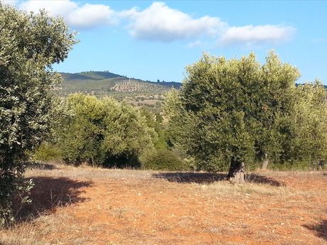 Οικόπεδο 5.066τ.μ. για πώληση-Ορμύλια » Μετόχι