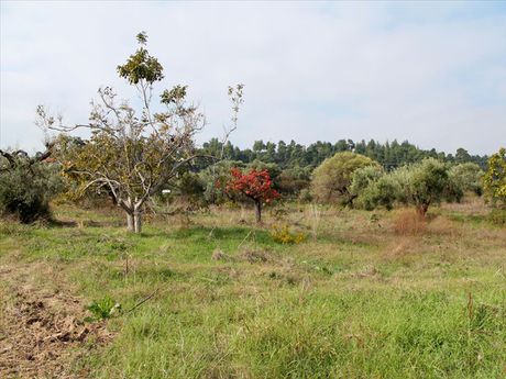 Οικόπεδο 4.000τ.μ. για πώληση-Κασσάνδρα » Κρυοπηγή