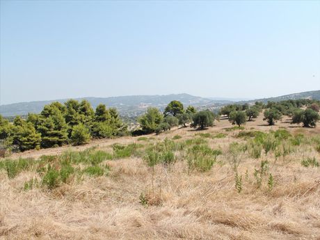 Οικόπεδο 12.000τ.μ. για πώληση-Κασσάνδρα » Σκάλα φούρκας