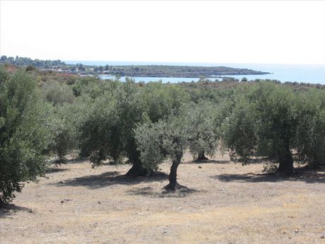 Οικόπεδο 4.070τ.μ. για πώληση-Σιθωνία » Αγία κυριακή