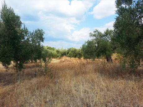 Οικόπεδο 3.780τ.μ. για πώληση-Σιθωνία » Κέντρο