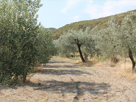 Land plot 6.000sqm for sale-Pallini » Chaniotis