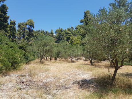 Οικόπεδο 6.000τ.μ. για πώληση-Κασσάνδρα » Μόλες καλύβες