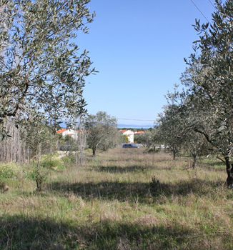 Οικόπεδο 17.643τ.μ. για πώληση-Σιθωνία » Καρύδι