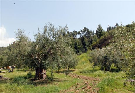 Οικόπεδο 20.171τ.μ. για πώληση-Παλλήνη » Χανιώτης