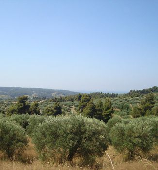 Οικόπεδο 14.300τ.μ. για πώληση-Κασσάνδρα » Εύδος