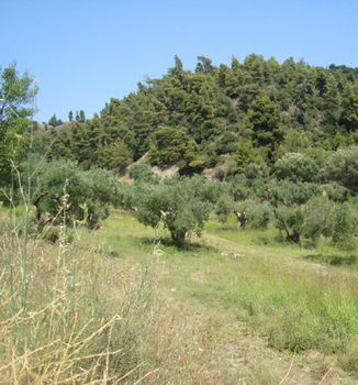 Οικόπεδο 16.500τ.μ. για πώληση-Παλλήνη » Πολύχρονο