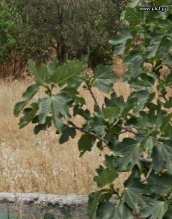 Οικόπεδο 388 τ.μ. για πώληση, Αθήνα - Νότια Προάστια, Άλιμος