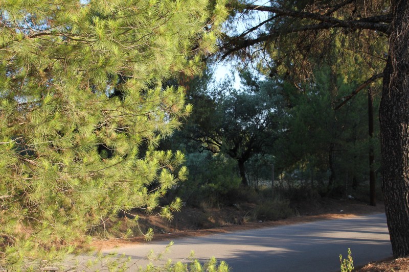 Αγροτεμάχια 3.600 τ.μ. πρός πώληση, Χαλκιδική, Σταγείρων - Ακάνθου