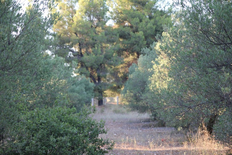 Αγροτεμάχια 3.600 τ.μ. πρός πώληση, Χαλκιδική, Σταγείρων - Ακάνθου