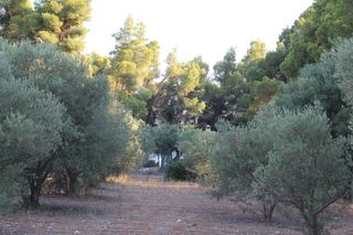 Αγροτεμάχια 3.600 τ.μ. για πώληση