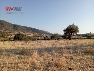 Αγροτεμάχια 11.500 τ.μ. πρός ενοικίαση, Αττική - Υπόλοιπο, Μαρκόπουλο-thumb-2