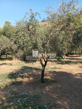 Parcel 8.864sqm for sale-Iardanos » Alpochori