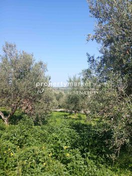Parcel 4.028sqm for sale-Lappa » Episkopi