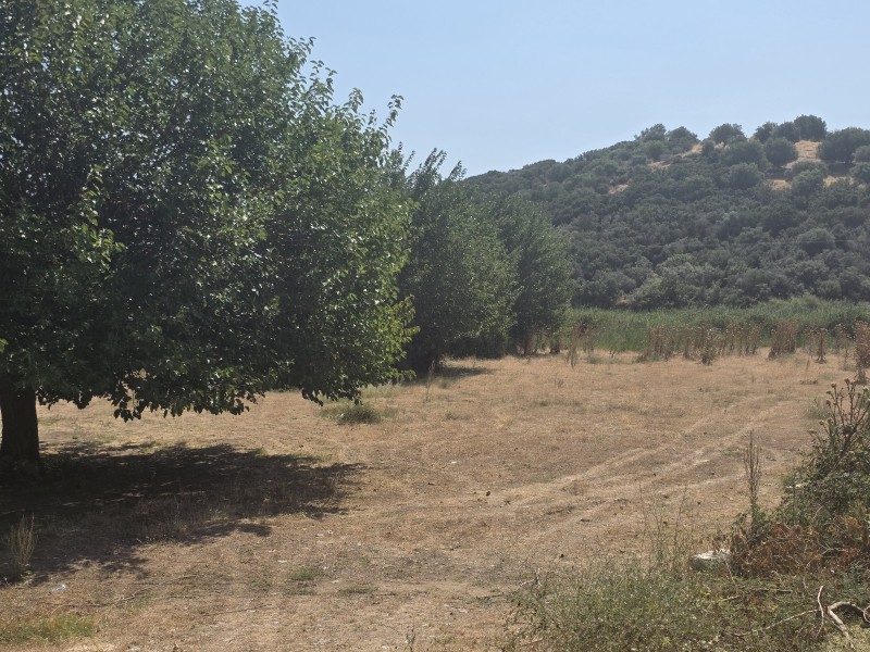 Οικόπεδο 3.246 τ.μ. προς πώληση, Συκιά Τορώνης