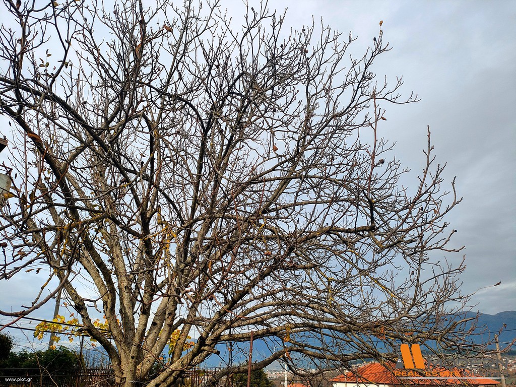 Οικόπεδο 570 τ.μ. προς πώληση, Σταυράκι