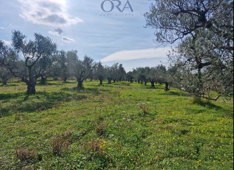 Parcel 15.000sqm for sale-Fares » Kakiza