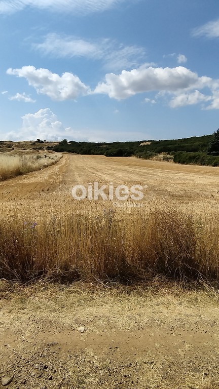 Αγροτεμάχια 8.915 τ.μ. προς πώληση, Αγία Αναστασία Ανθεμούντα