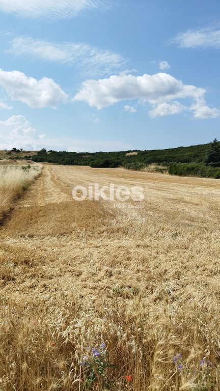 Αγροτεμάχια 8.915 τ.μ. προς πώληση, Αγία Αναστασία Ανθεμούντα