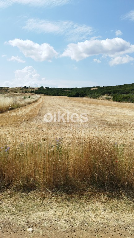 Αγροτεμάχια 8.915 τ.μ. προς πώληση, Αγία Αναστασία Ανθεμούντα