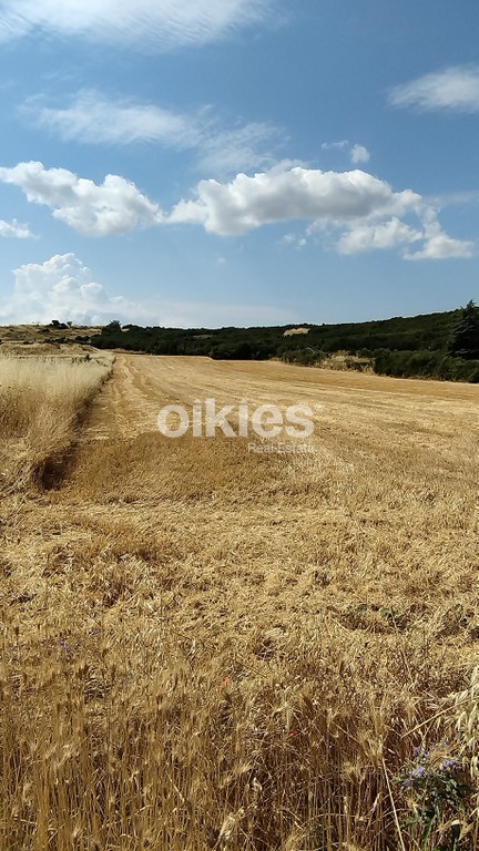 Αγροτεμάχια 8.915 τ.μ. προς πώληση, Αγία Αναστασία Ανθεμούντα