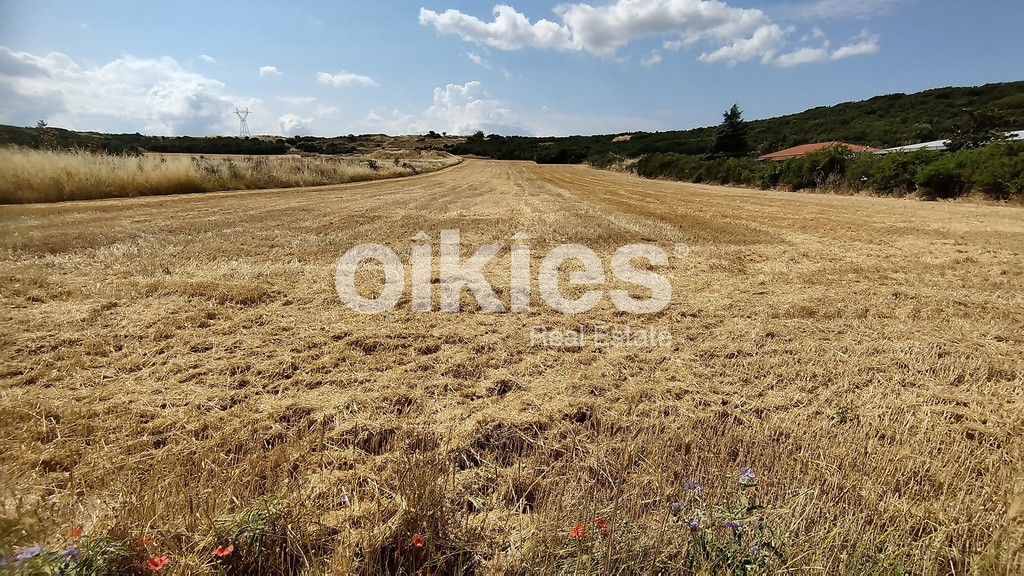 Αγροτεμάχια 8.915 τ.μ. προς πώληση, Αγία Αναστασία Ανθεμούντα