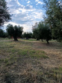 Αγροτεμάχια 10.000 τ.μ. για πώληση