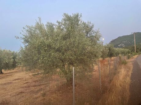 Parcel 14.000sqm for sale-Molos » Kallidromo