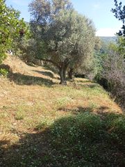 Οικόπεδο 6.750 τ.μ. για πώληση, Κυκλάδες, Άνδρος-thumb-10