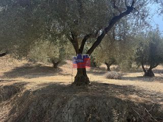 Αγροτεμάχια 5.889 τ.μ. για πώληση