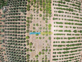Αγροτεμάχια 5.500 τ.μ. προς πώληση, Αργολίδα, Άργος-thumb-5